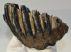 Mammuthus meridionalis tooth (887 grams) Southern Mammoth