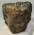 Mammuthus meridionalis tooth (887 grams) Southern Mammoth