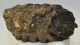 Mammuthus meridionalis tooth (887 grams) Southern Mammoth