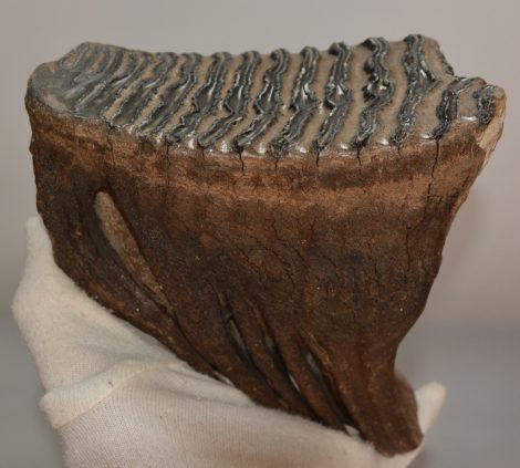 Mammuthus primigenius tooth (1322 grams) Woolly Mammoth