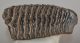 Mammuthus primigenius tooth (1322 grams) Woolly Mammoth
