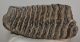 Mammuthus primigenius tooth (1322 grams) Woolly Mammoth