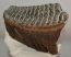 Mammuthus primigenius tooth (1322 grams) Woolly Mammoth