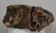 Mammuthus primigenius tooth (1322 grams) Woolly Mammoth