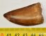 Carcharodontosaurus saharicus dinosaur tooth (49 mm)