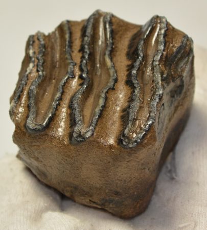 Mammuthus meridionalis részleges fog (245 gramm)