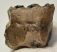 Mammuthus meridionalis részleges fog (245 gramm)