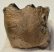 Mammuthus meridionalis részleges fog (245 gramm)
