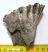 Mammuthus meridionalis tooth (255 grams) Southern mammoth molar