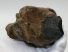Mammuthus meridionalis tooth (255 grams) Southern mammoth molar