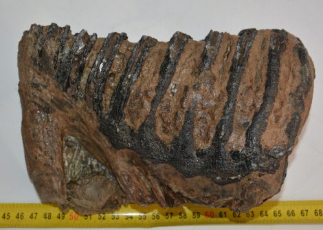 Mammuthus meridionalis tooth (2787 grams) Southern Mammoth