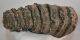 Mammuthus meridionalis tooth (2787 grams) Southern Mammoth