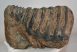 Mammuthus meridionalis tooth (2787 grams) Southern Mammoth