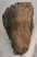 Mammuthus meridionalis tooth (2787 grams) Southern Mammoth