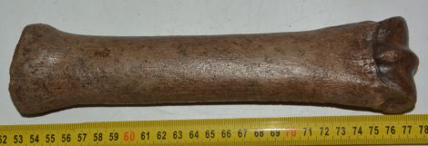 Equus sp. metacarpus bone (245 mm)