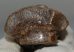Equus sp. metacarpus bone (245 mm)