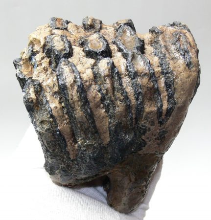 Mammuthus meridionalis részleges fog (1171 gramm)