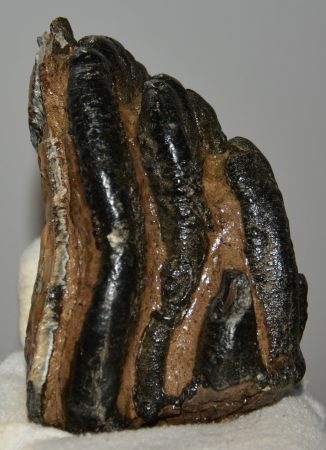 Mammuthus meridionalis partial tooth (773 grams)