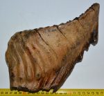   Mammuthus primigenius tooth (2121 grams) Woolly mammoth molar