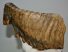 Mammuthus primigenius tooth (2121 grams) Woolly mammoth molar