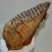 Mammuthus primigenius tooth (2121 grams) Woolly mammoth molar