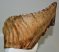 Mammuthus primigenius tooth (2121 grams) Woolly mammoth molar