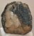 Mammuthus meridionalis részleges fog (1065 gramm) ELFOGYOTT (M) 06