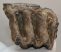 Mammuthus meridionalis részleges fog (1065 gramm) ELFOGYOTT (M) 06