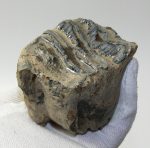 Mammuthus sp. rágás során lekopott mamut fog (464 gramm)