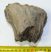 Mammuthus sp. rágás során lekopott mamut fog (464 gramm)