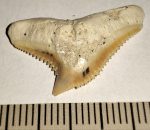   Galeocerdo eaglesomi shark tooth from Morocco (26 mm x 15,5 mm)