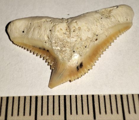 Galeocerdo eaglesomi shark tooth from Morocco (26 mm x 15,5 mm)