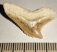 Galeocerdo eaglesomi shark tooth from Morocco (26 mm x 15,5 mm)