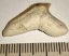 Galeocerdo eaglesomi shark tooth from Morocco (26 mm x 15,5 mm)