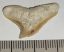 Galeocerdo eaglesomi shark tooth from Morocco (26 mm x 15,5 mm)