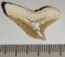 Galeocerdo eaglesomi shark tooth from Morocco (26 mm x 15,5 mm)