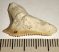 Galeocerdo eaglesomi shark tooth from Morocco (26 mm x 15,5 mm)