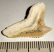 Galeocerdo eaglesomi shark tooth from Morocco (26 mm x 15,5 mm)