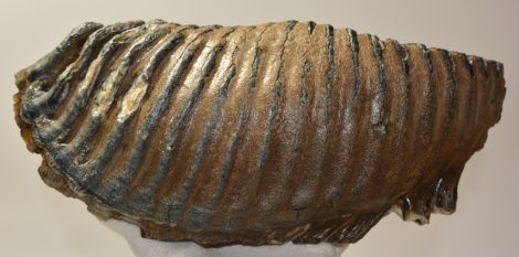 Mammuthus primigenius részleges bal alsó fog (3845 gramm)