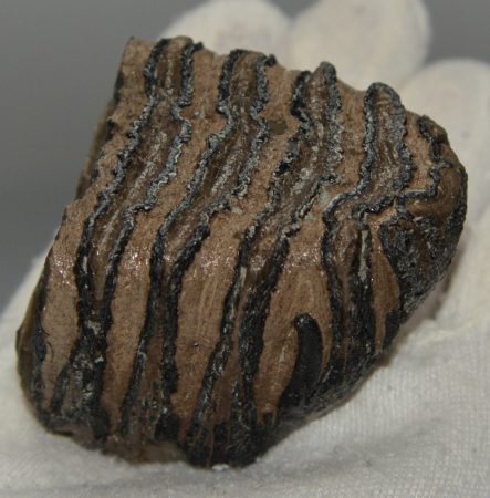 Mammuthus primigenius részleges fog (203 gramm) Mammuthus primigenius részleges fog (203 gramm)
