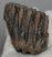 Mammuthus primigenius részleges fog (203 gramm) Mammuthus primigenius részleges fog (203 gramm)