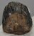 Mammuthus primigenius részleges fog (203 gramm) Mammuthus primigenius részleges fog (203 gramm)