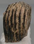 Mammuthus primigenius részleges fog  (813 gramm)