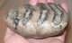 Mammuthus meridionalis tooth molar (532 gram)