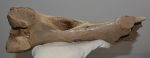 Equus sp. részleges comb csont (331 mm)