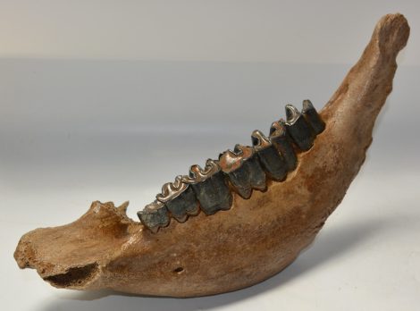Coelodonta antiquitatis partial jaw (437 mm) Woolly Rhinoceros