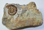 Grammoceras ammonite from Whitby