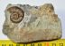 Grammoceras ammonite from Whitby