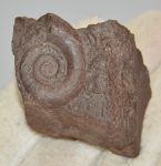Lytoceras sp. ammonitesz Lábatlan közeléből