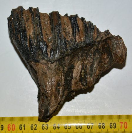  Palaeoloxodon antiquus tooth (111 mm) Elephas antiquus